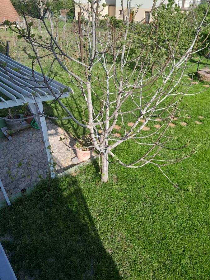 Lila Fuge Apartman Lägenhet Balatonfüred Exteriör bild